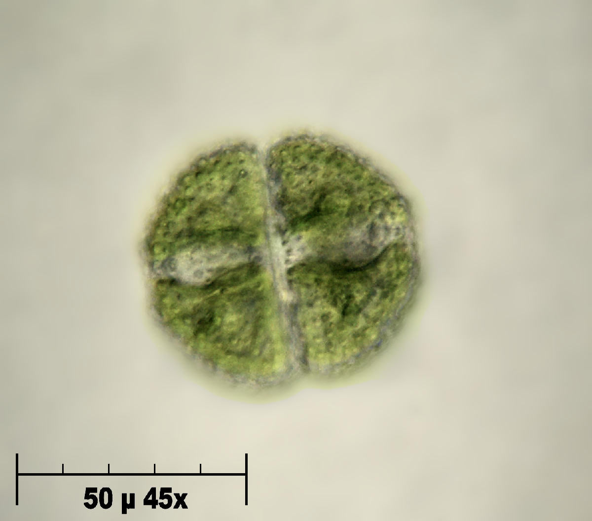 Cosmarium sp.
